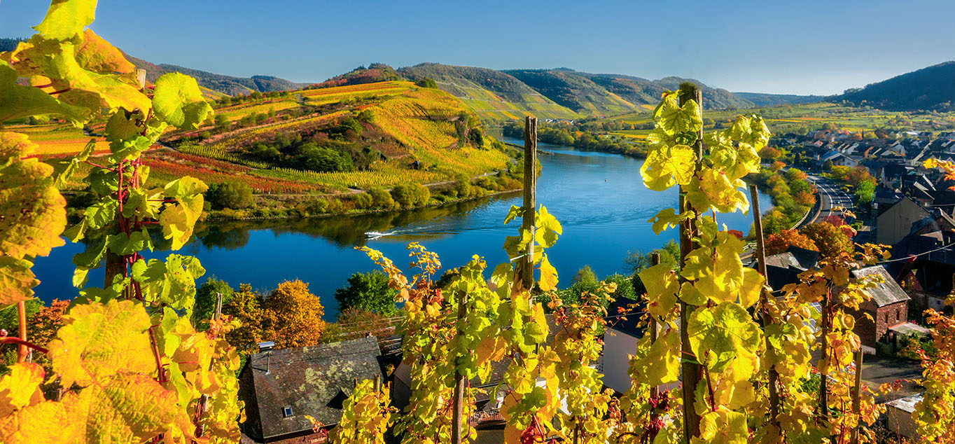 Espectacular imagen de las orillas llenas de viñedos del río Mosela (Alemania) LA NOUVELLE ETOILE CRUCEROS FRANCIA CRUCEROS BORGOÑA CRUCEROS CANALES DE FRANCIA AUXERRE CRUCEROS FLUVIALES CRUCEROS BARCAZA EUROPEAN WATERWAYS #Mosela #CrucerosAlemania #LaNouvelleEtoile